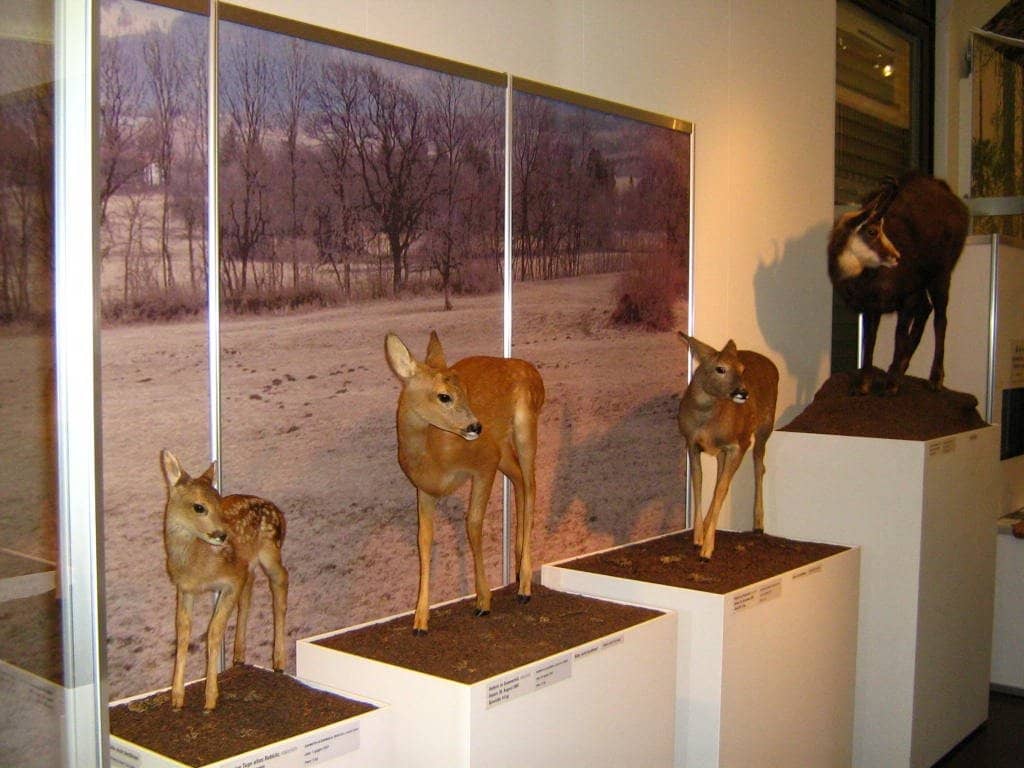 Ancient Roman History