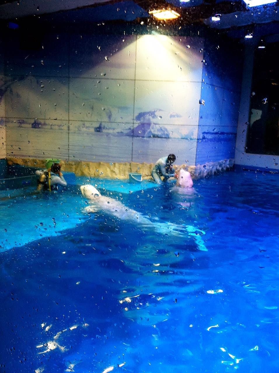 Harbin Polarland 4