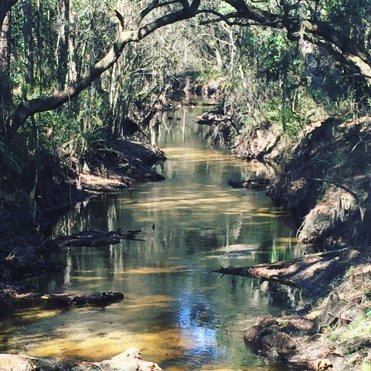 Lower Green swamp