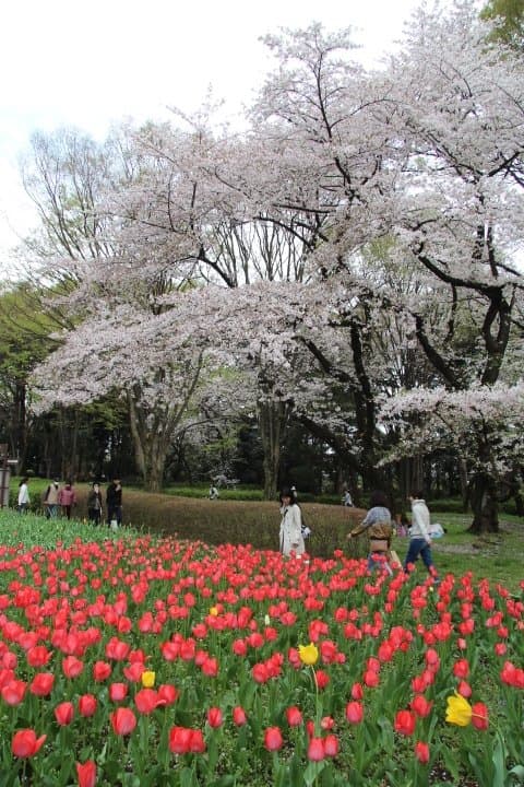 砧公園