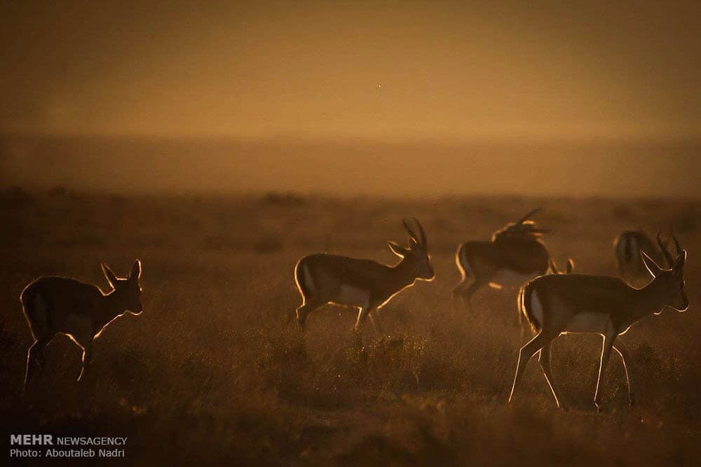 Bamou National Park
