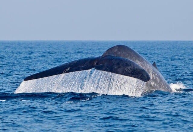 Whale Watching Mirissa Sri Lanka