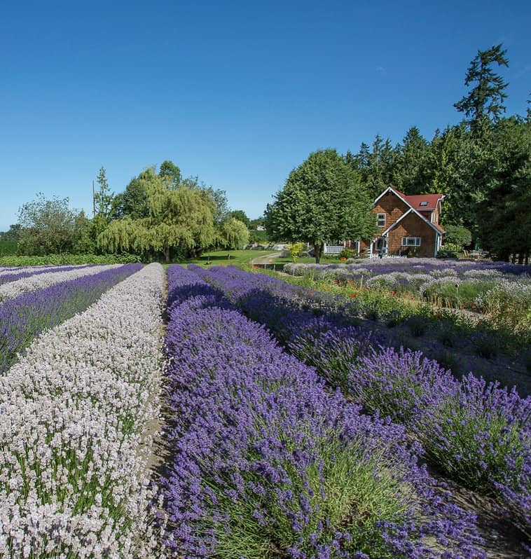 U-Pick Lavender Bundles