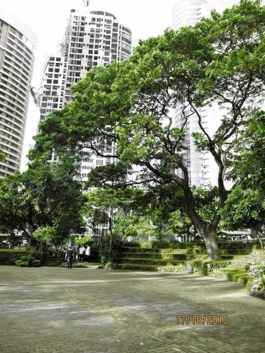 Tranquil Green Oasis