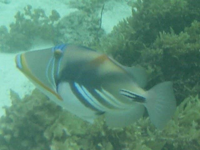 Crystal-Clear Snorkeling Waters