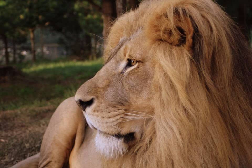 Rescued Lioness Yuna