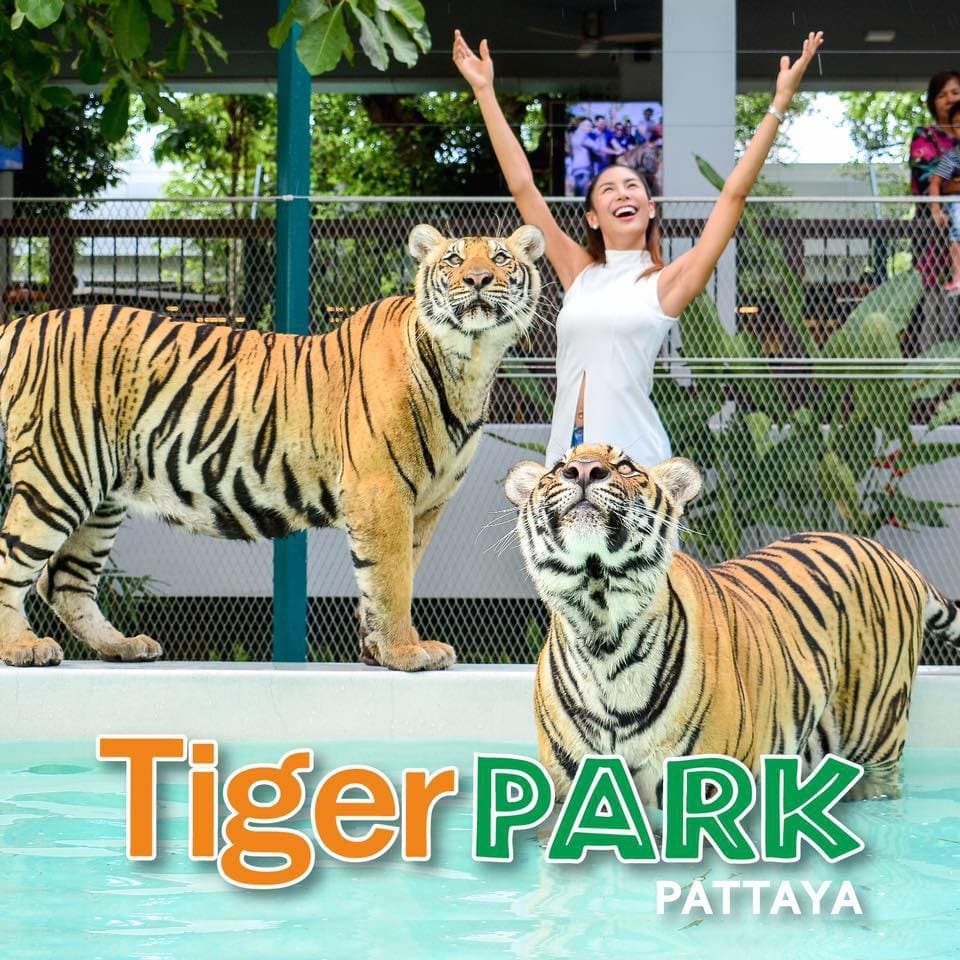 Touch & Take photo with Tigers around you