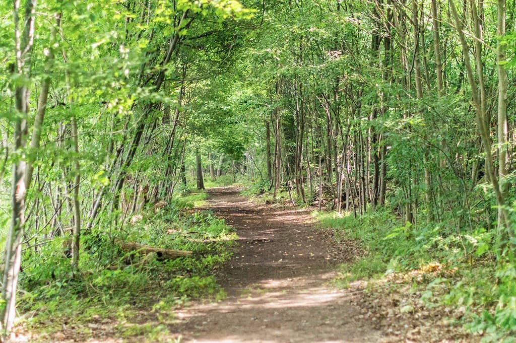 Scenic Boardwalk Trails