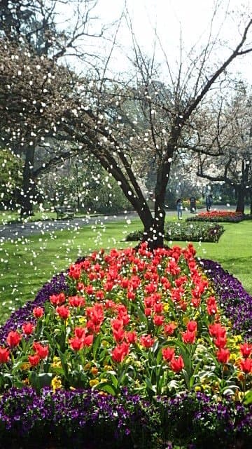 Spring blossoms falling on the tulips in Ashburton Domain