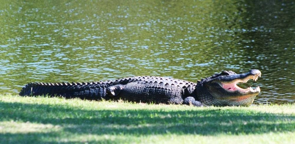 Historic Railroad Trestle