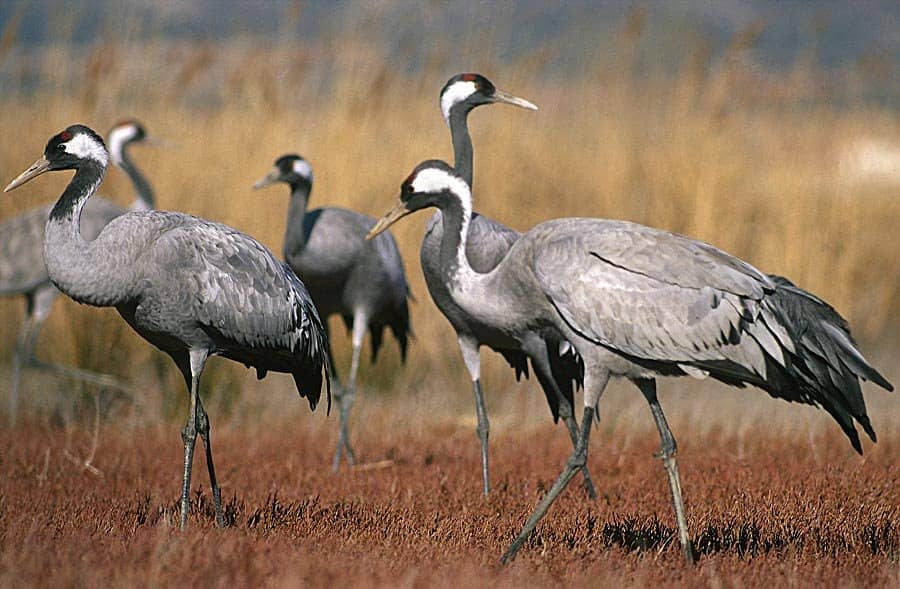 Crane Migration Spectacle