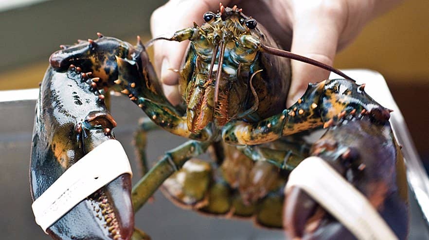 Diverse Raw Bar Delights