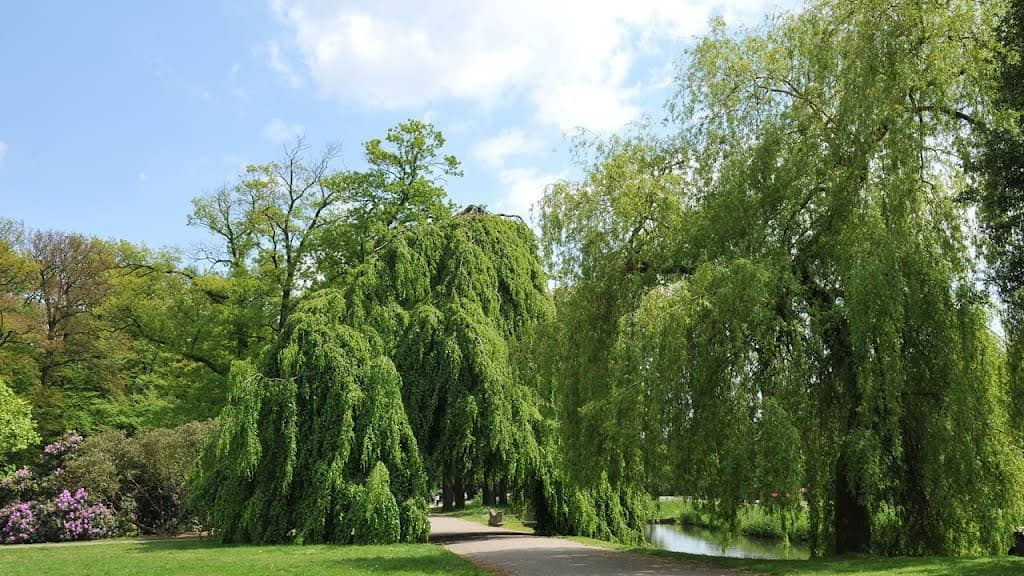Lush Tree-Lined Paths