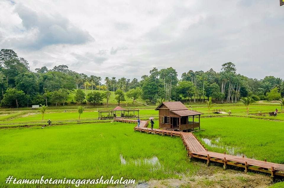 Sawah Padi / Paddy Field TBNSA