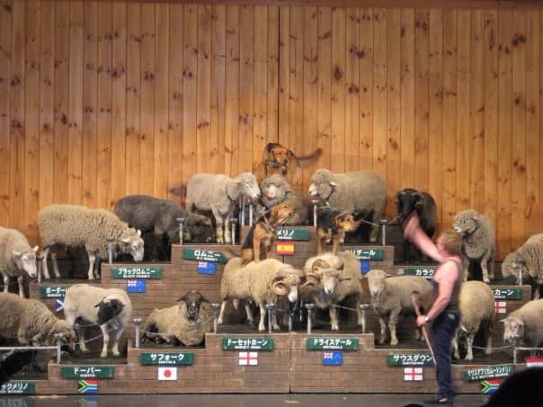 Sheep Show & Dog Herding