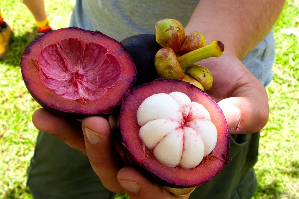 Exotic Fruit & Chocolate Tasting