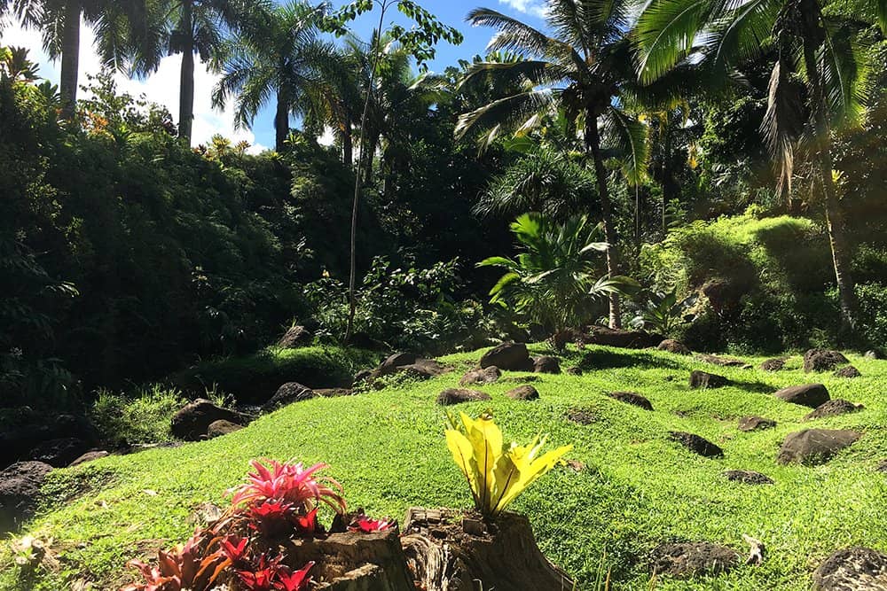 Lush Tropical Landscapes