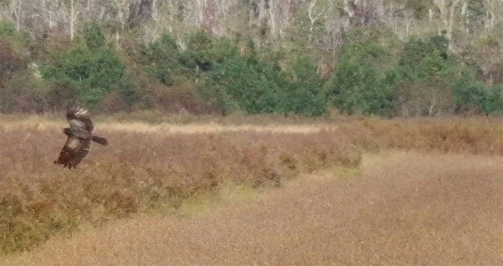 Black Bear Encounters