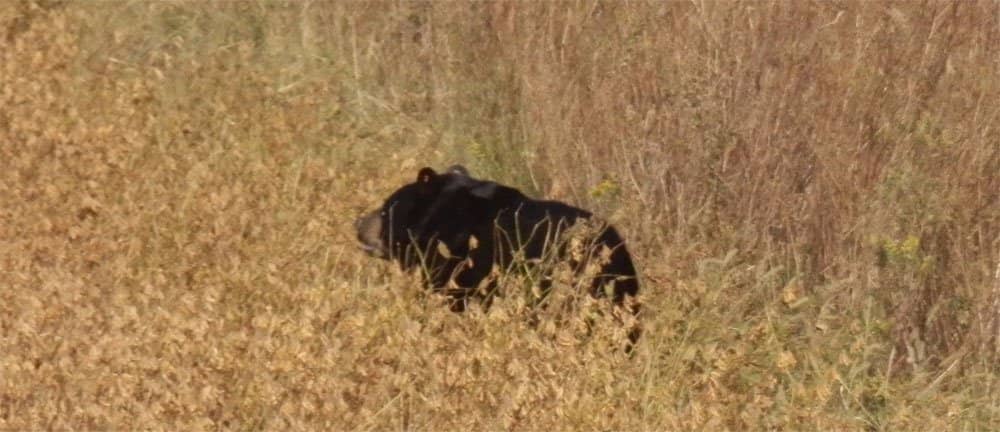 The Elusive Red Wolf