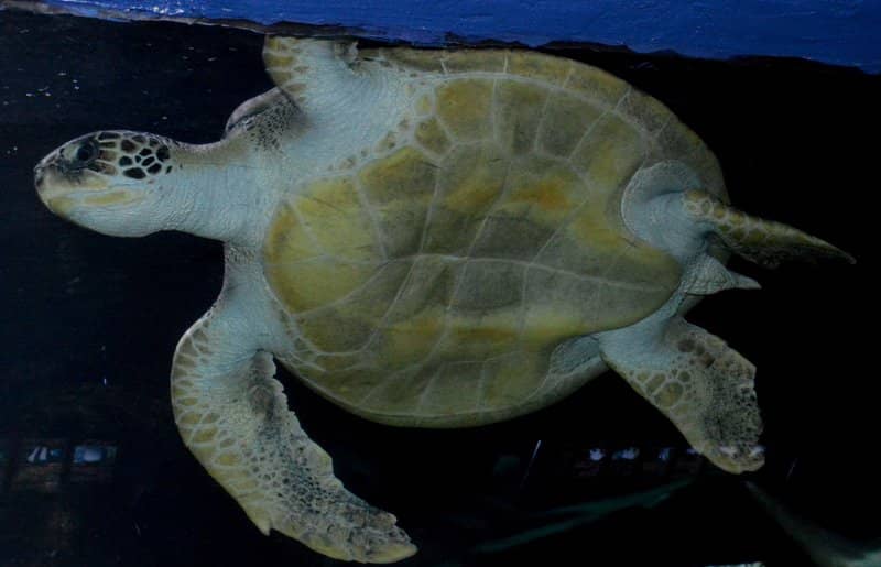 Marine Life Wonders