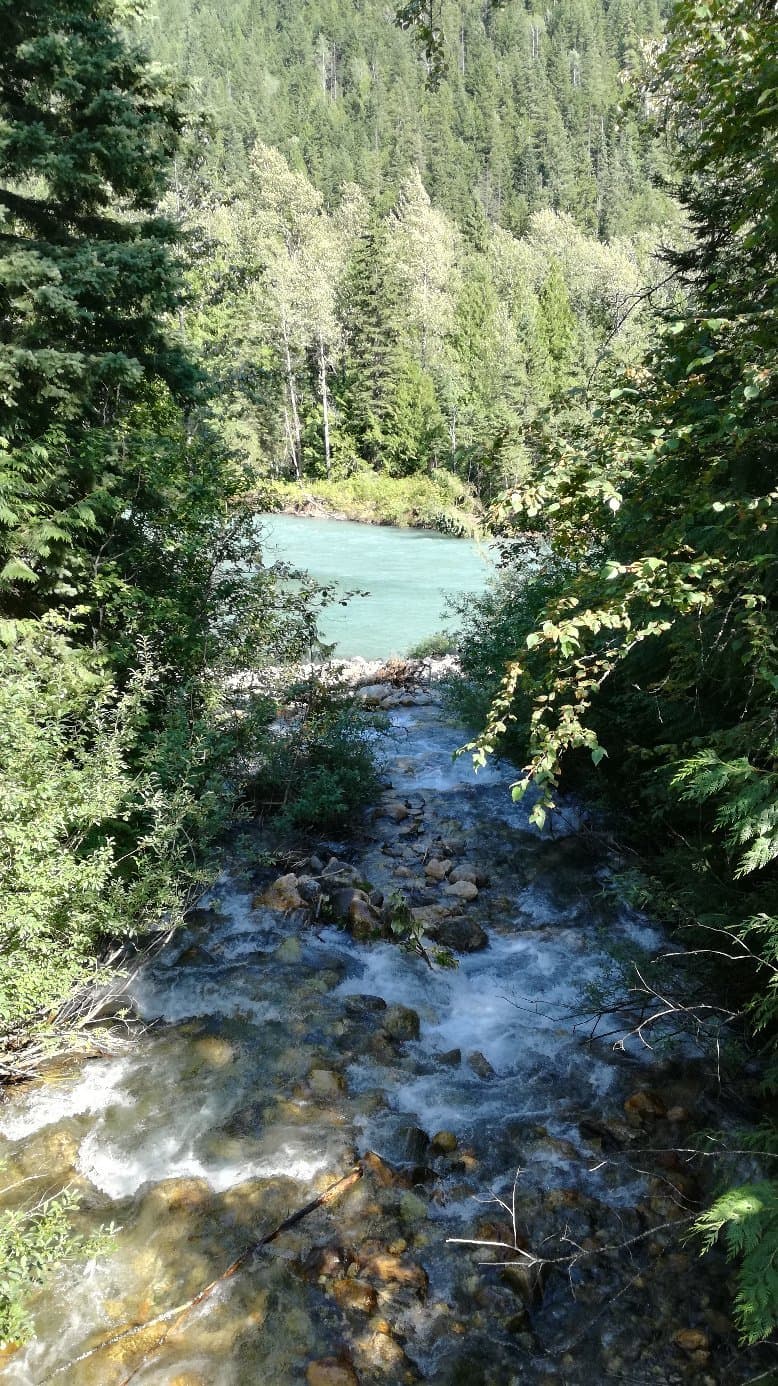 Skunk Cabbage Boardwalk