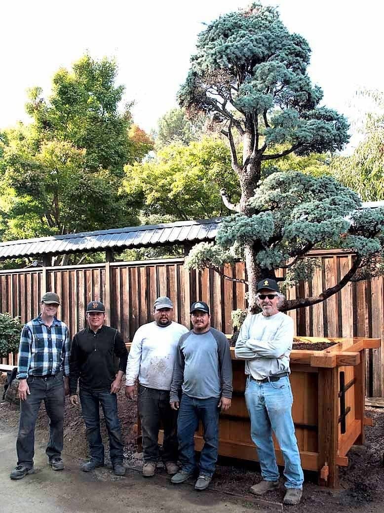 Ancient American Larch