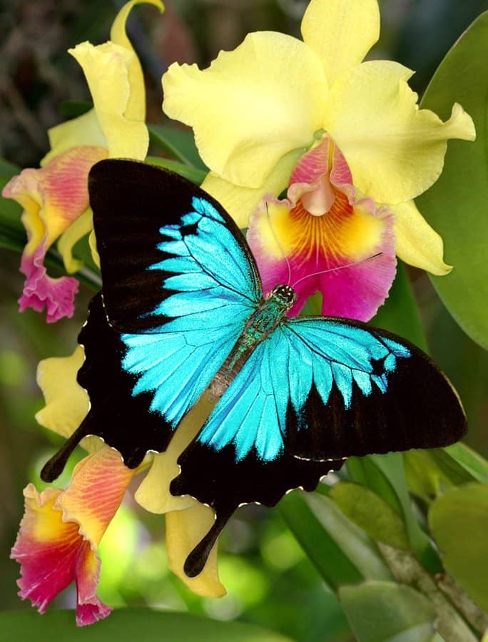 Thousands of Free-Flying Butterflies
