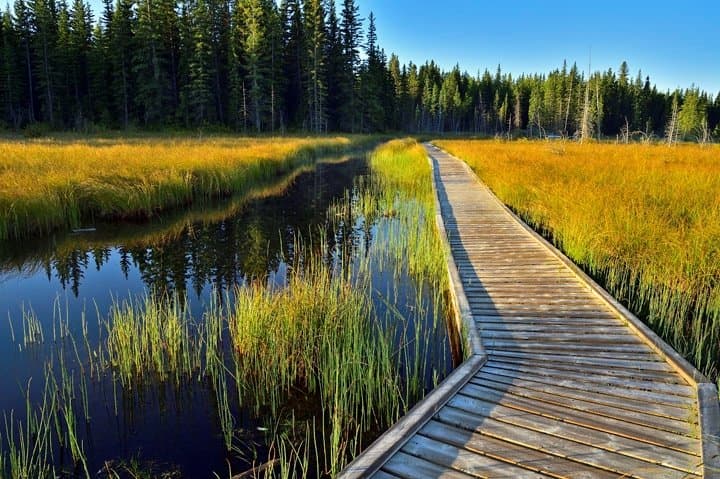 A section of the beaver boardwalk on the edge of a marsh area