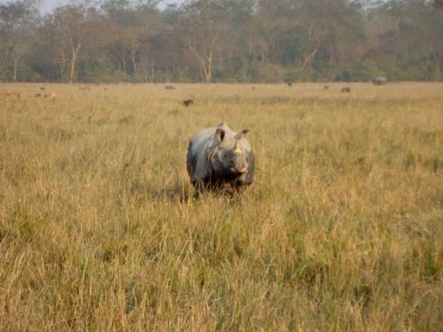 Mother Rhino