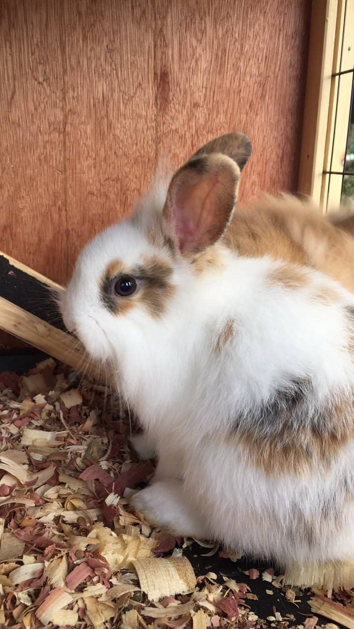 Farm Market Delights