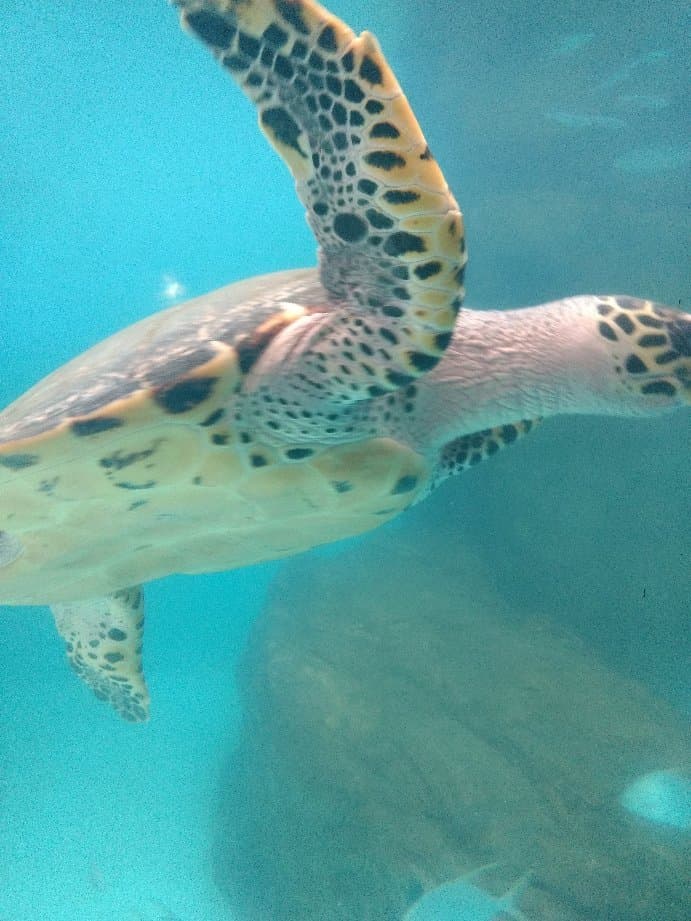 Mexican Turtle Center