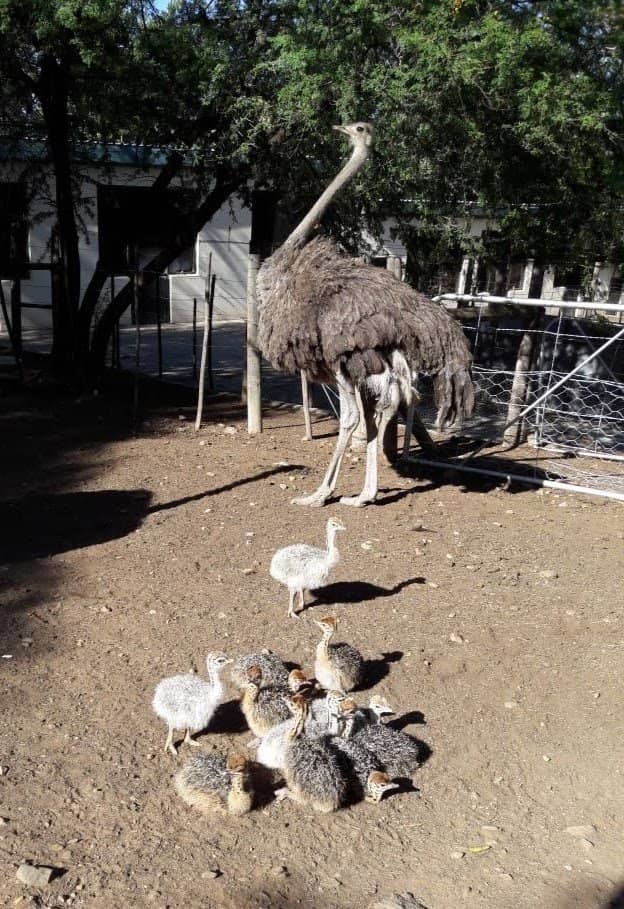 Ostrich Neck Massage