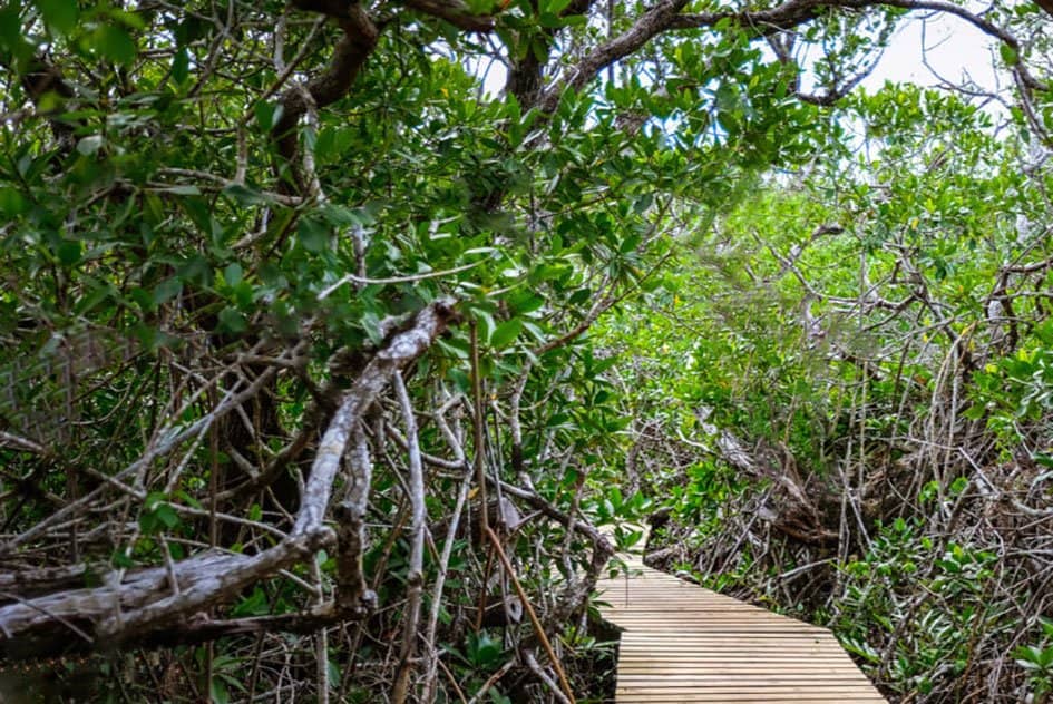 Mangrove Trails