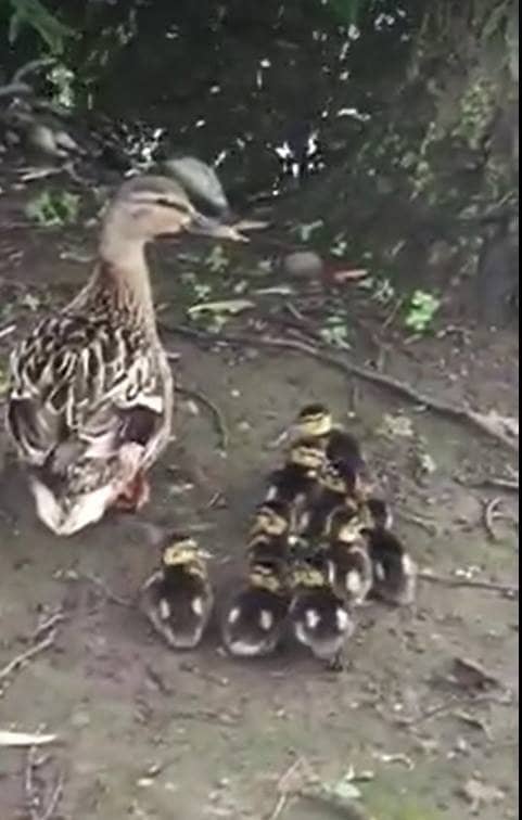 Duck and Goose Feeding Frenzy