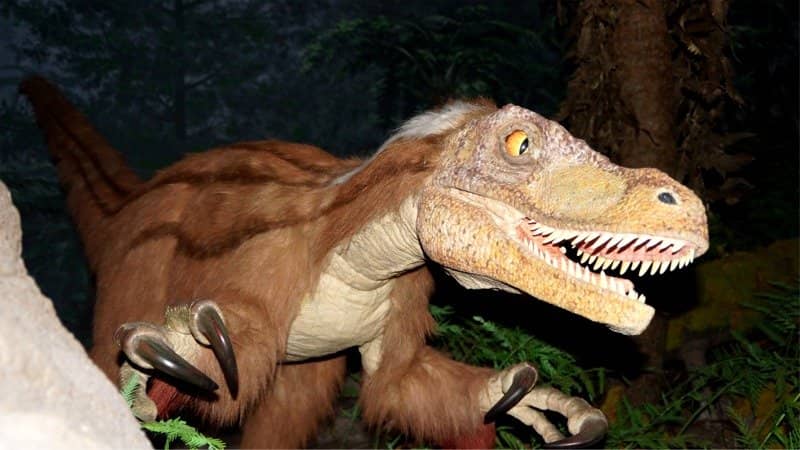 Stag Beetle Collection