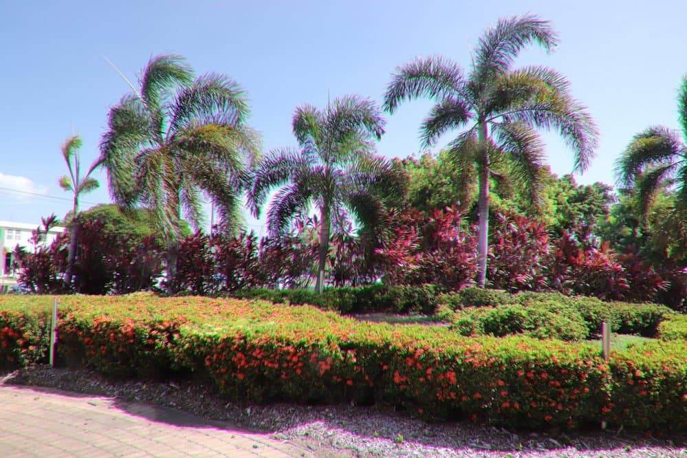 Wonderful palm trees