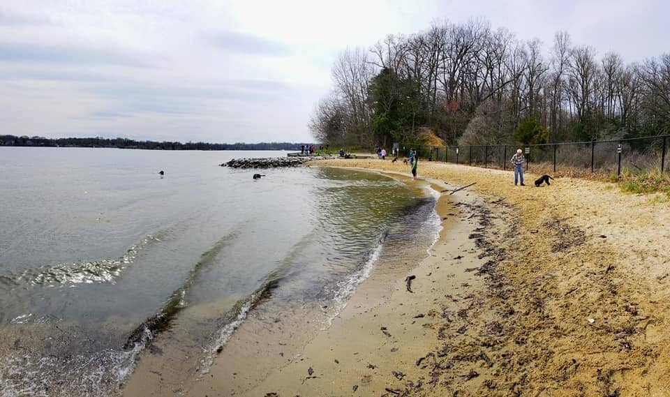 Dog Beach