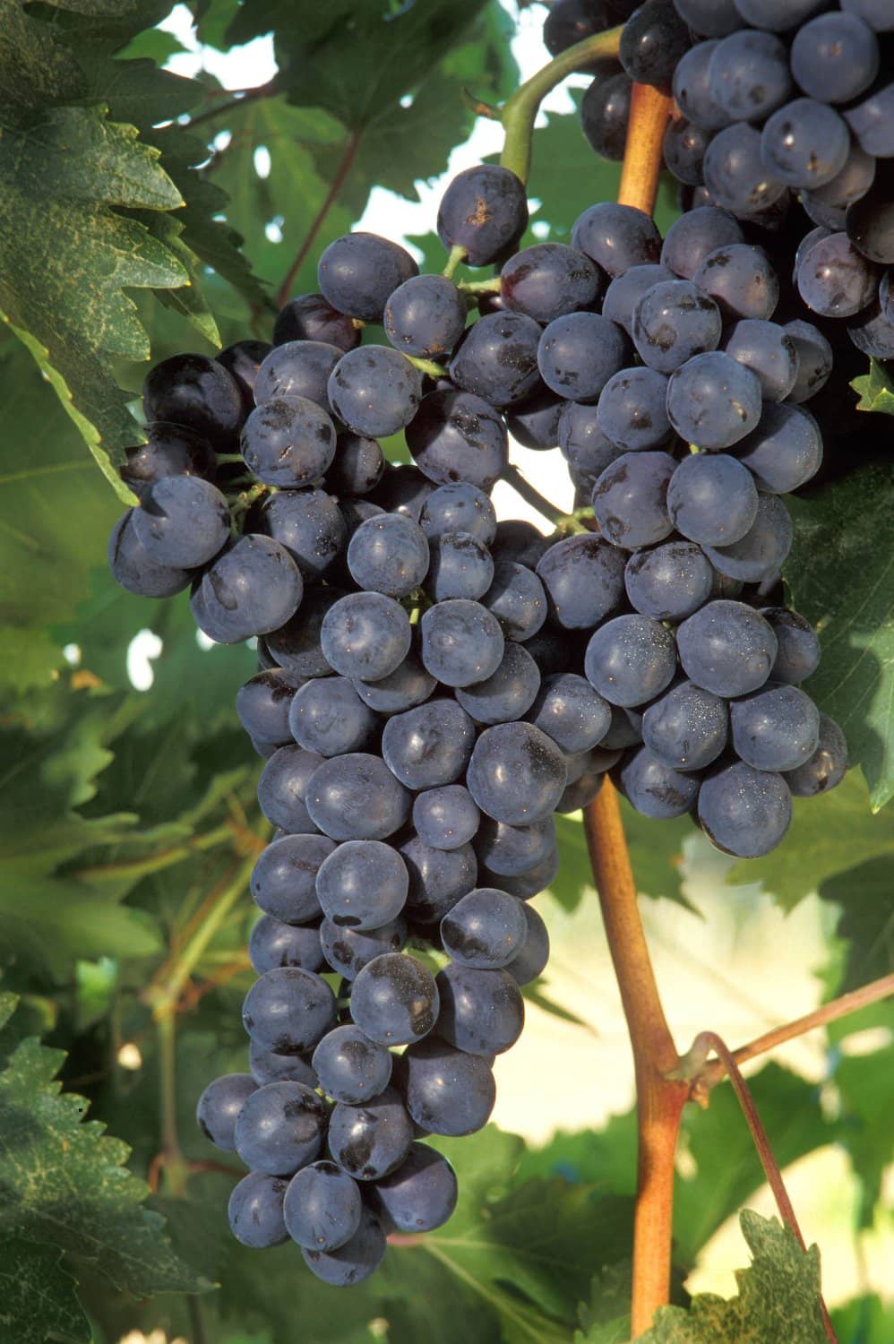 Vineyard Wine Tasting