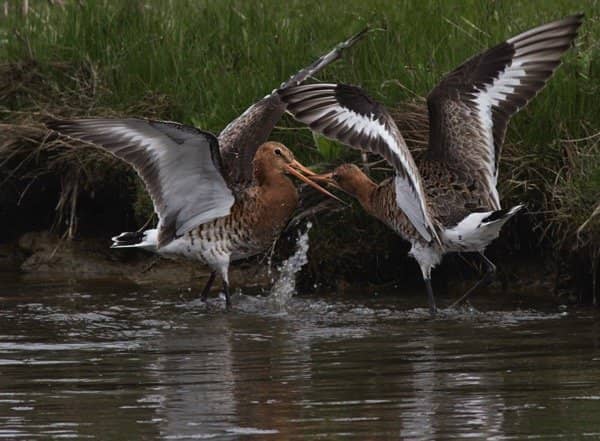 Winter Wading Birds