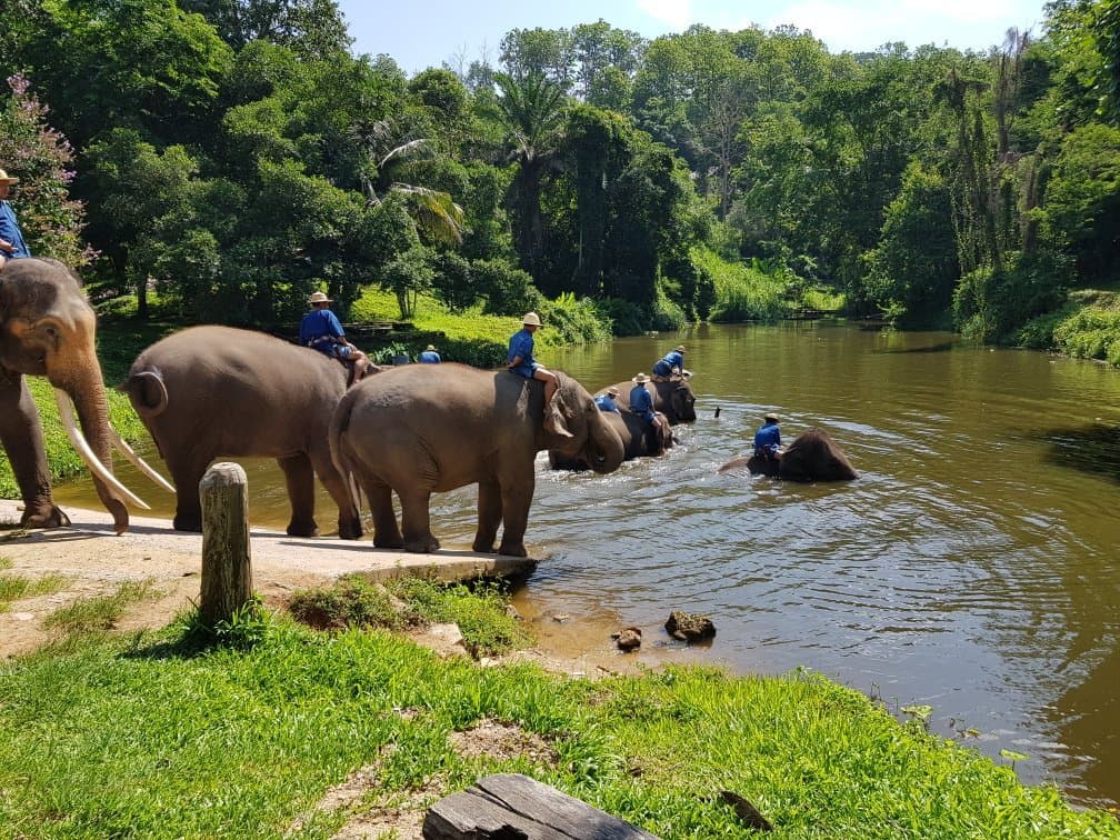 Explore the National Elephant Institute