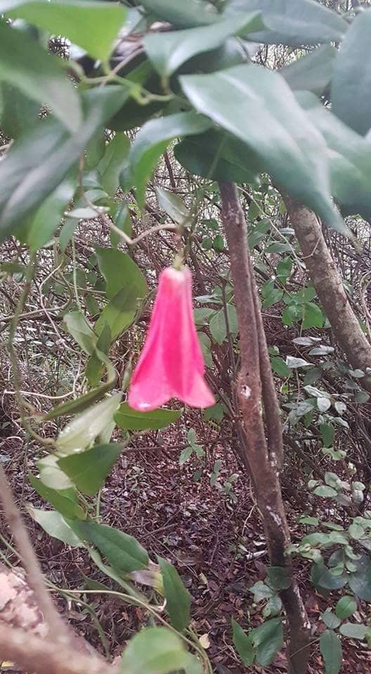 Native Forest Trails