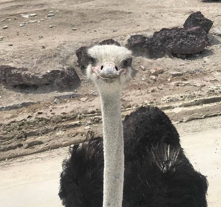 Safari Drive-Through