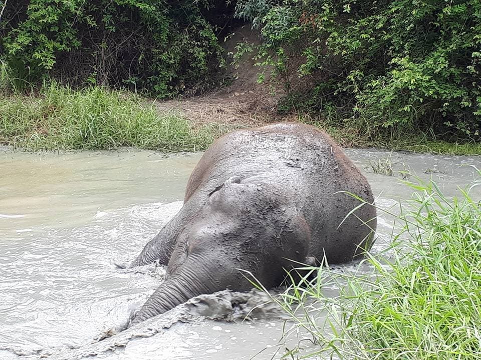 Tong Kham enjoying her mud bath.