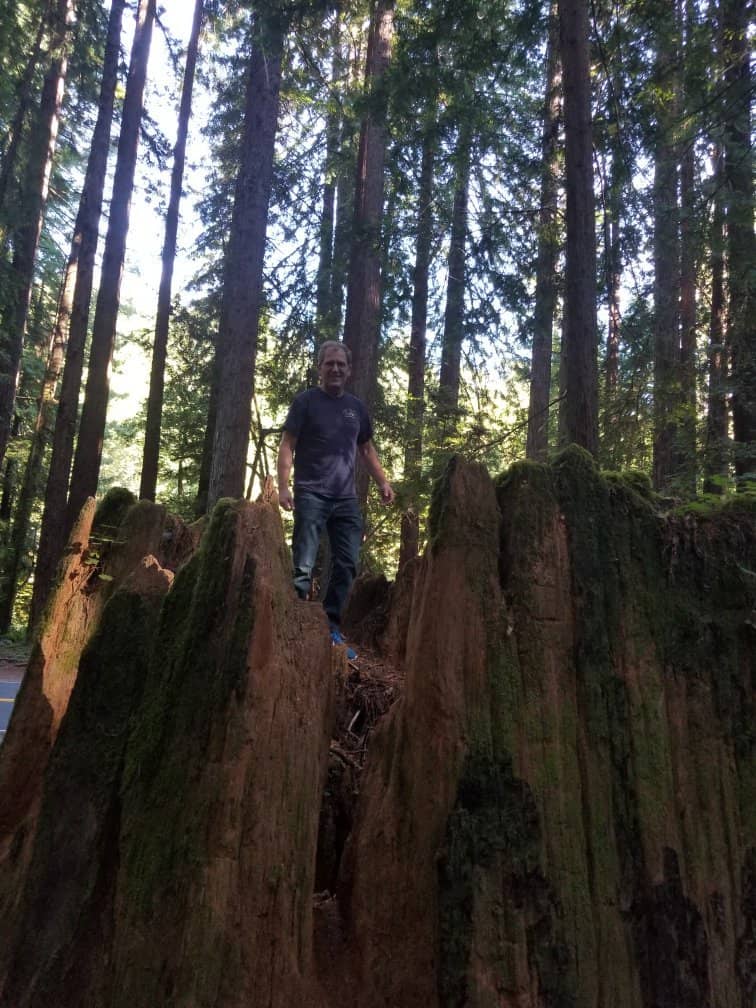 Towering Redwood Grove