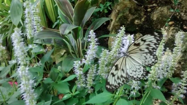 Butterfly Rainforest