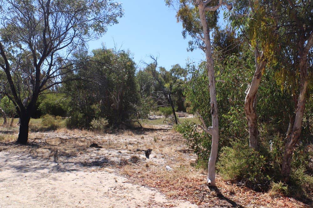 Wattle Blossom Spectacle