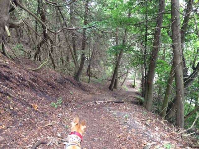 Scenic Hiking Trails