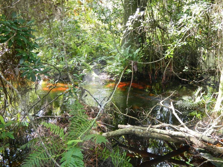 Observation Deck Views