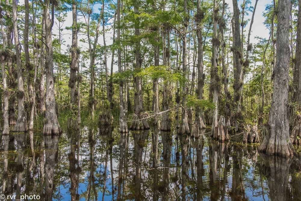 Scenic Drive Cypress National Preserve