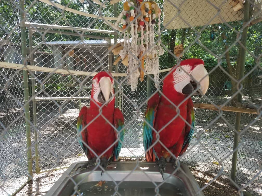 Walk-in Aviary